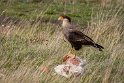 099 Torres Del Paine, kuifcaracara